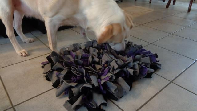 5 Leuke Manieren om Je Hond Bezig te Houden en Verveling te Voorkomen!