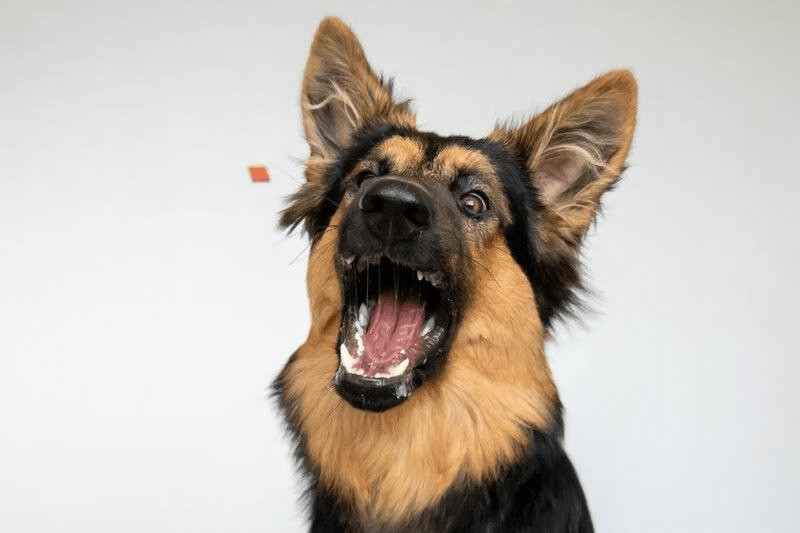 hond trucjes leren met beloning en positieve hondentraining