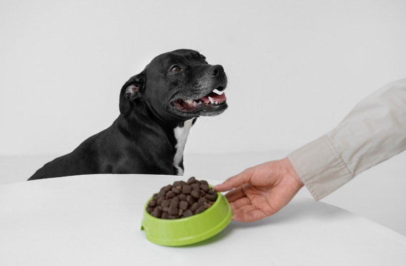 Waarom licht verteerbaar eten zo belangrijk is voor jouw hond