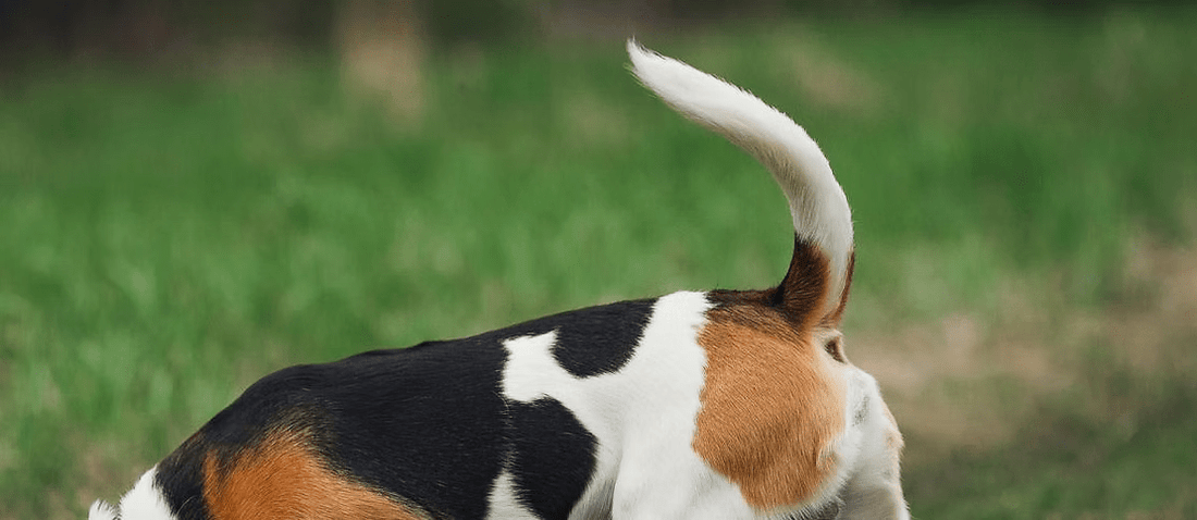 hond lichaamstaal begrijpen en hondengedrag herkennen