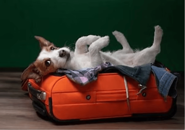 reizen met je hond tips voor vakantie met hond