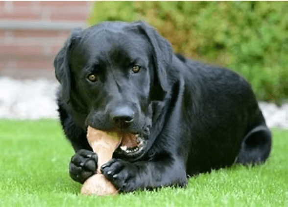 Wat Vinden Honden Het Lekkerst en Waarom?