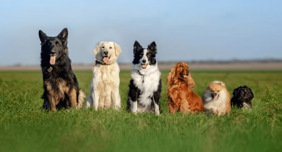 vriendelijke hondenrassen overzicht met sociale en kindvriendelijke honden