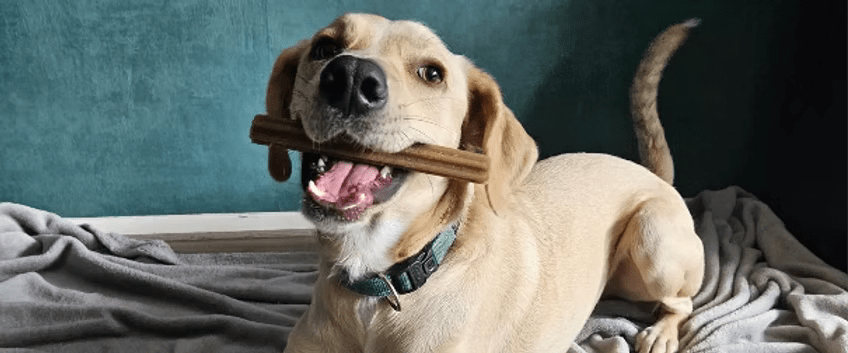 De 5 Voordelen van Gezonde Hondenkoekjes