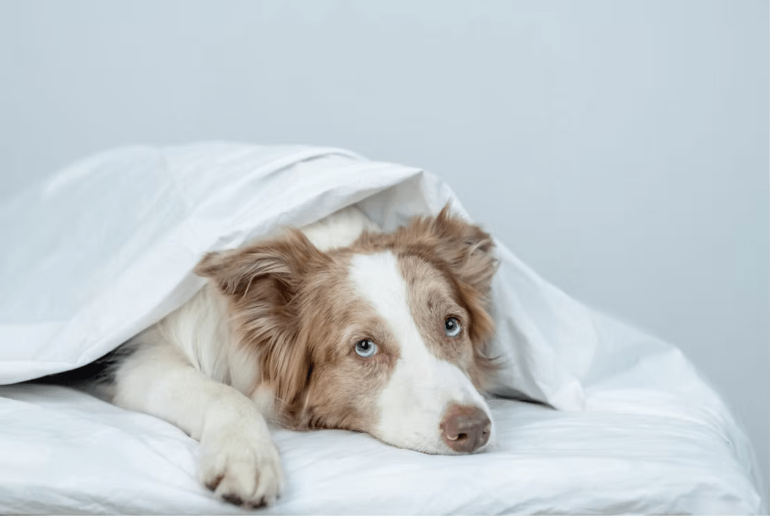De 5 Meest Gemaakte Fouten bij het Voeren van Je Hond