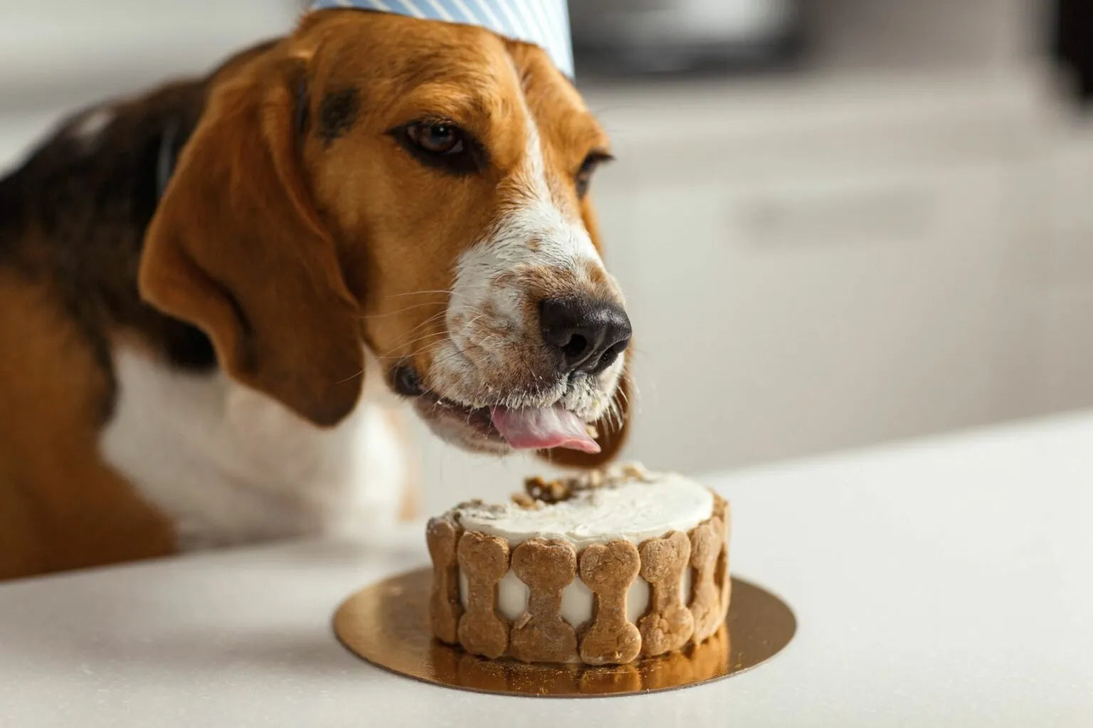 Zelf een hondentaart maken: veilig & feestelijk!