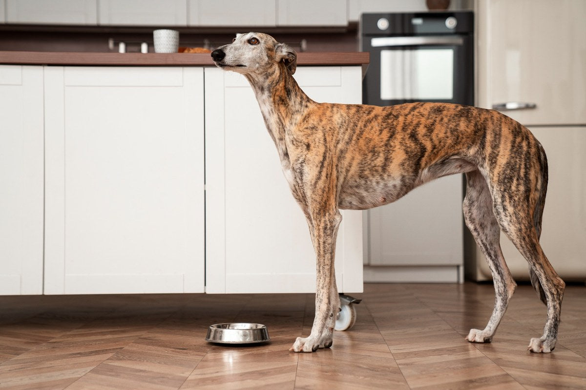 Wat mag een hond eten? 10 lekkere snacks die veilig zijn voor je hond